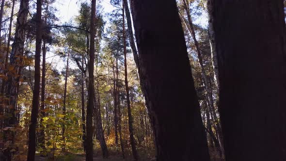 Panning Slowly Through a Pine Forest. Autumn Scenery. 4K shot.
