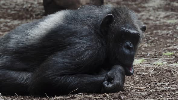 Chimpanzee looking around, Pan Troglodytes