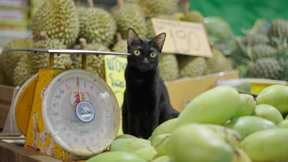 Close Up of Black Cat Sitting Next to a Balance and Fruits in Thai Market alt