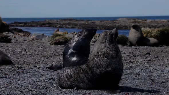 Fur Seal on South Georgia Isaland alt