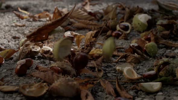 Chestnuts Falling in Autumn Slow Motion