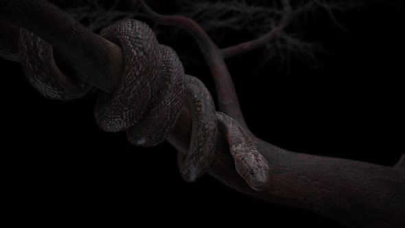 King cobra snake on tree.