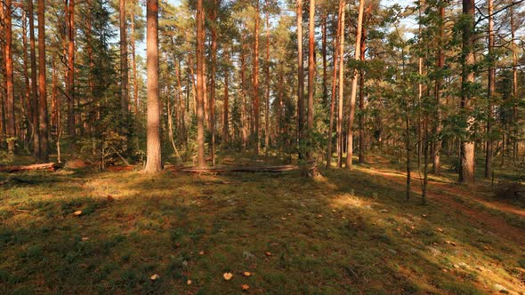 Sunset Trees Shadows Moving In Sunny Summer Coniferous Forest alt