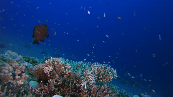 Reef Underwater Marine Scene alt