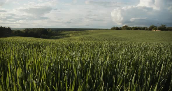 Beautiful Landscape Of Wheat Field With Rows. Movement To The Right alt