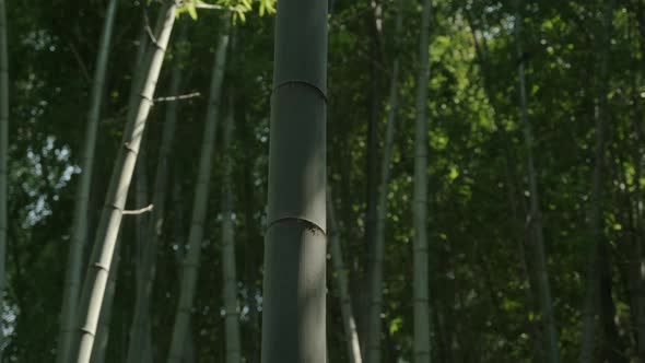 Looking up at a bamboo node. alt