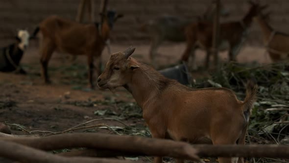 Africa Mali Village And Goats Close Up