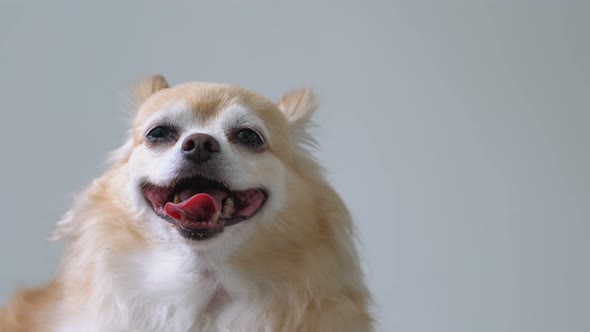 brown friendly chihuahua dog close up white wall background alt