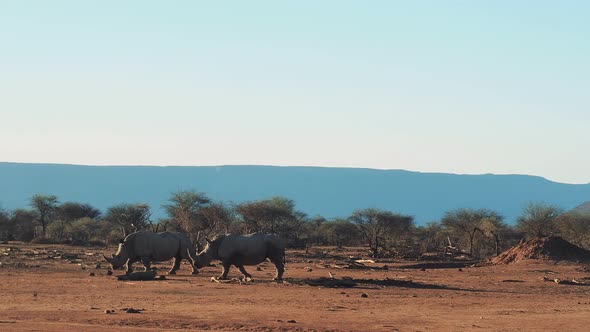 White rinhoceros at Erindi Private Game Reserve, Namibia, Africa alt