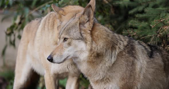 Wolf Canis Lupus Also Known As the Gray Wolf is the Largest Extant Member of the Family Canidae alt