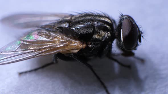 Domestic Fly In Detail