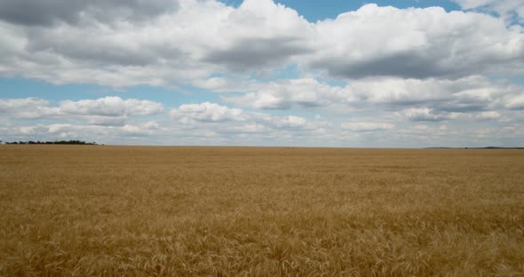 White clouds float above the wheat field