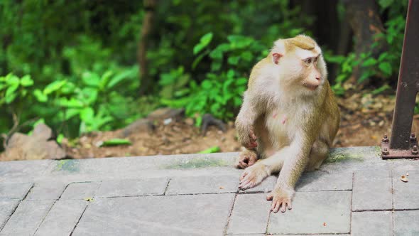 the monkey sits in a park in the forest. natural habitats. animals in the wild alt