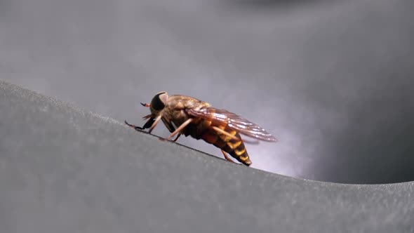 Gadfly Creeps Close-up. Horse-Fly in Macro. Slow Motion alt