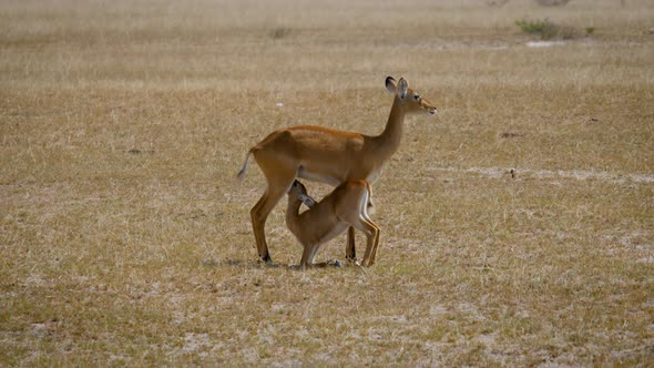 Female Impala Antelope Feeds Milk To Her Baby Calf In African Savanna alt