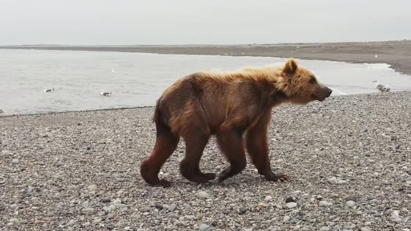 The Kamchatka Brown Bear Walks Through the Rocky Landscape alt