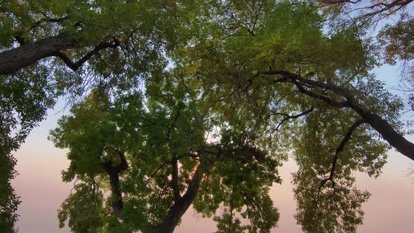 A drone floats effortless and close to the canopy of trees obscuring an orange and blue Colorado sun alt