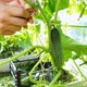  Female Hands Pick Cucumbers from Plant and Put them in Box - VideoHive Item for Sale