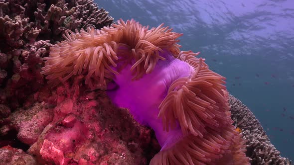 Clownfish (Amphiprion ocellaris) swimming in purple sea anemone on tropical coral reef, wide angle s alt