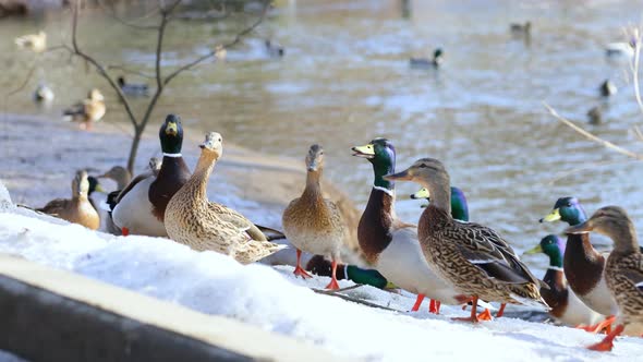 Wild ducks and drakes eat. A flock of ducks in early spring.