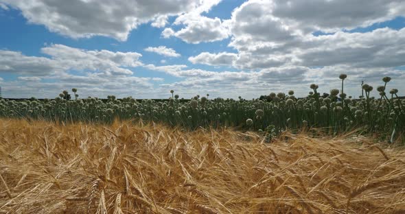 Barley and onion fields , Loiret depatment, France. alt