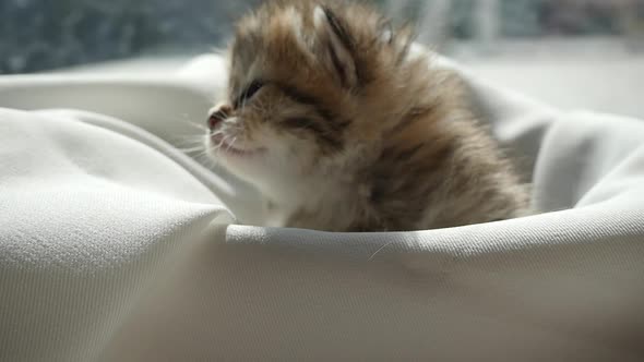 Cute Kitten Sitting On White Fabric Under Sunlight Slow Motion alt