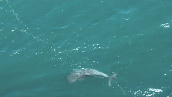 Young dolphin is swimming alone at the sea surface in slow motion