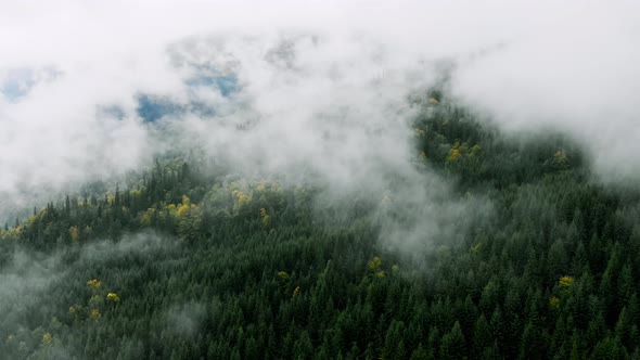 Aerial shot after Rainy Weather in Mountains. Misty Fog blowing over Pine tree Forest.