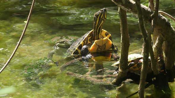 Sea Turtle with its Baby Swimming in the Cenote in Mexico