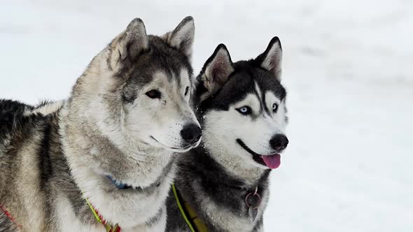 Close up of husky dog