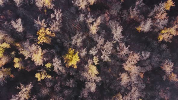 Aerial top down view of the treetops in late autumn.
