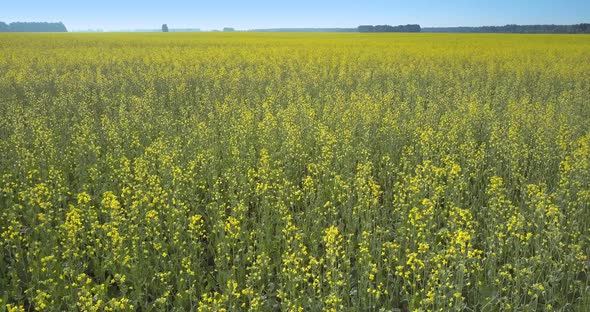 Motion Over Yellow Rape Flowers on Long Stalks in Field alt