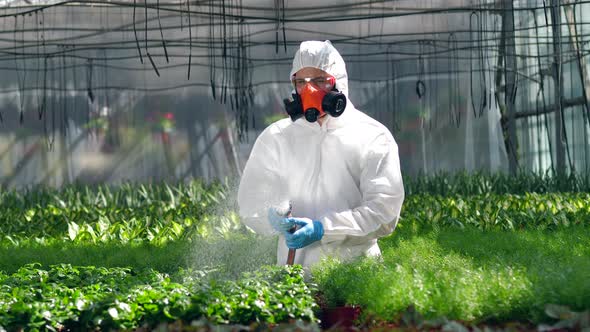 Greenhouse Worker Waters Plants in Pots. alt