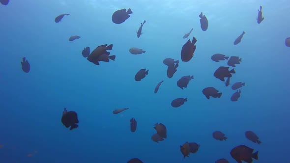 Blue Background and Threespot Fish alt