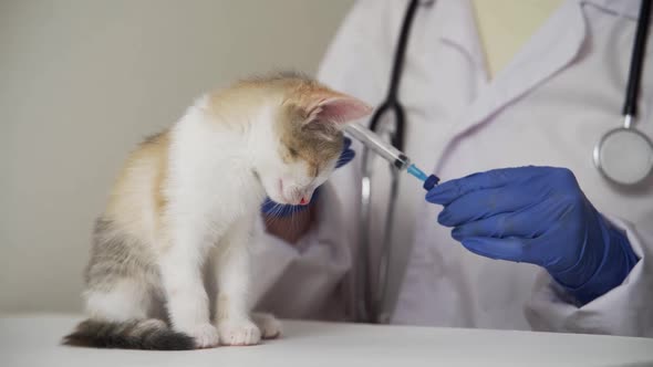Doctor Puts a Cat Dropper in a Paw in a Veterinary Clinic