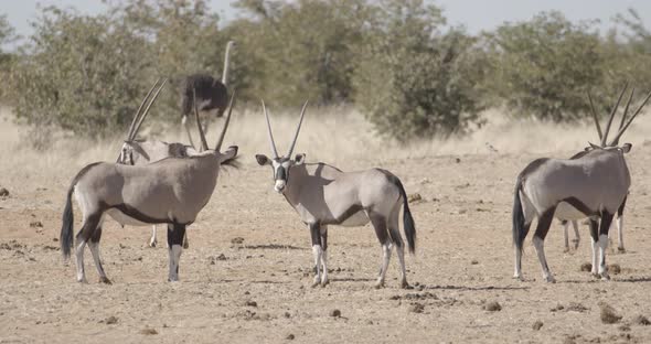Group of Oryx Walking