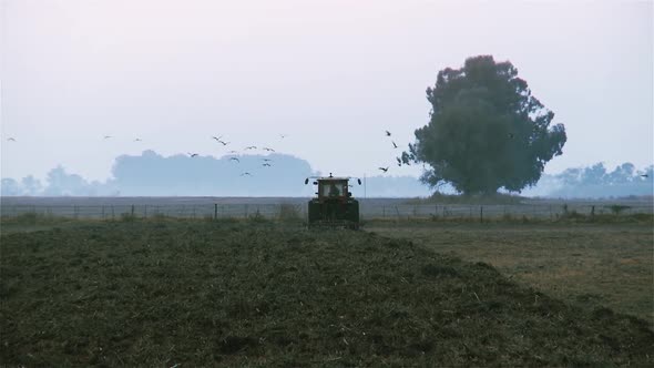 Tractor cultivating a Field and being followed by a Flock of Birds. alt