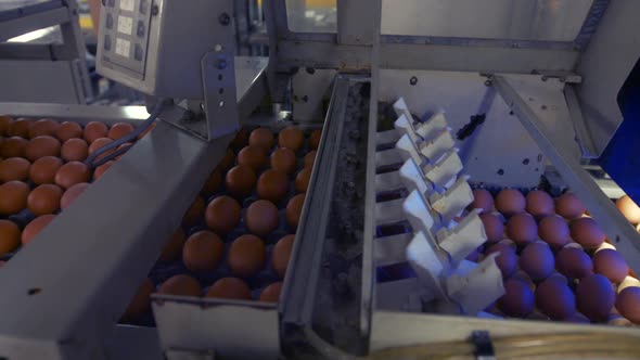Eggs moving on the production line alt