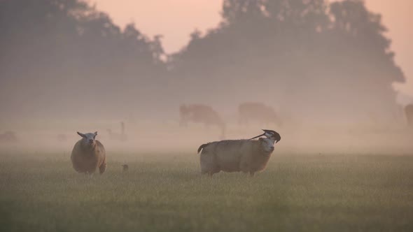 Curious bird behaviour as magpie perches on sheep to eat bugs; symbiosis alt