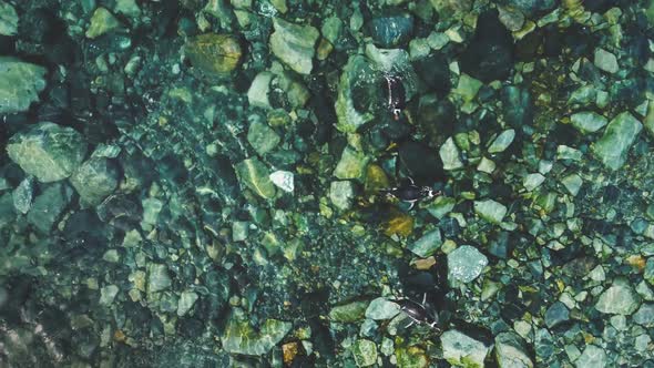 Penguins Swimming in Clear Water. Antarctica Shot alt