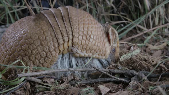 Close up of armadillo in grass and dirt alt