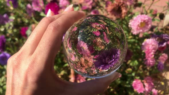 Female Hand Holding Magic Crystall Ball Over Beautiful Nature Landscape Purple Aster Flowers Field