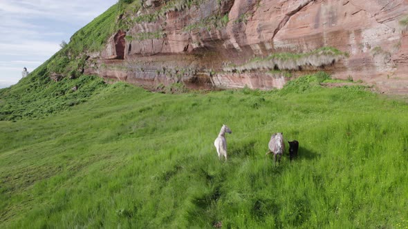 A Pack of Wild Horses at the Foot of a Mountain alt