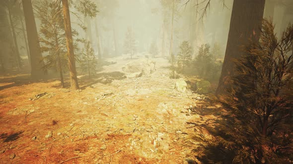 Loop Giant Sequoia Trees at Summertime in Sequoia National Park, California alt