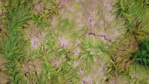 Green grass pattern. Beautiful natural meadow grass background alt