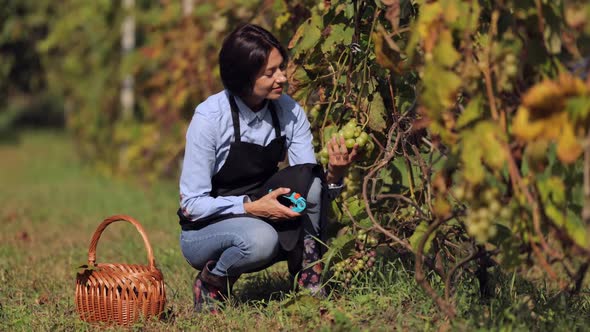Female Farmer Picking Grape