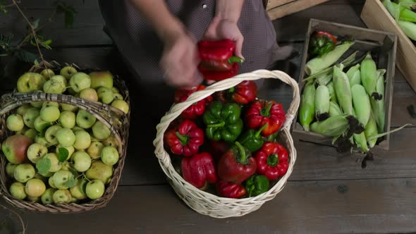 Female gardener wipes fresh red peppers and puts in a wicker basket alt