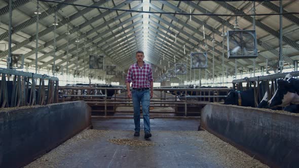 Agribusiness Owner Walking Cowshed Between Rows Livestock Stalls Checking Cows alt