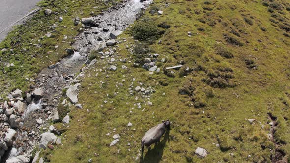 Summer in the Mountains alt