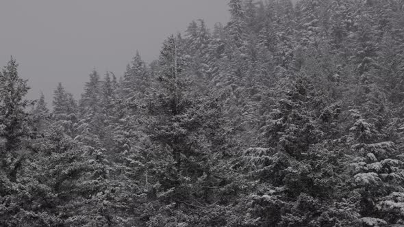 Evergreen Trees Covered in White Snow During a Snowy Winter Season Day alt
